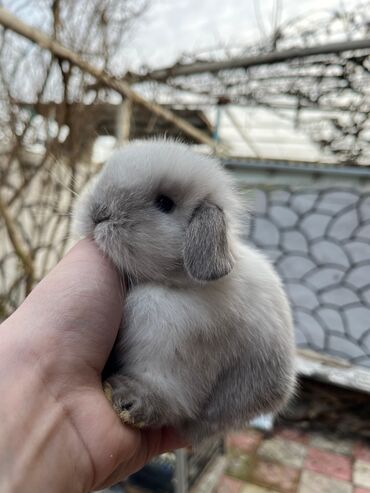 Dovşanlar: Salam🖐🏻.Her biri real dovşan şekilleridir öz heyetimde saxladığım — 8
