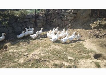 donuz eti satisi: Satılır ev quşları - ağ rəngdə olan ördəklər. Təmiz və sağlamdırlar