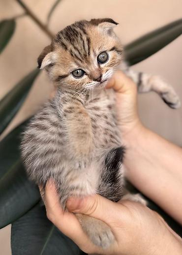 Pişiklər: Şotland — 2