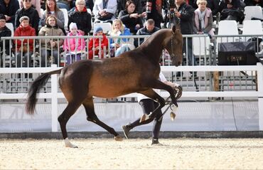 Лошади, кони: Продаю | Жеребец | Для разведения, Конный спорт | Племенные, Осеменитель — 1