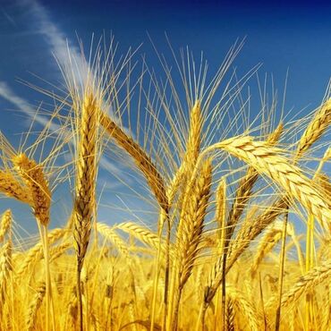 репродукция художников: Семена и саженцы Пшеницы