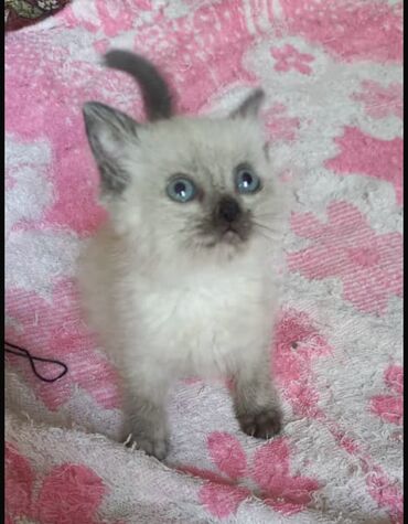 кошки в добрые руки: Кошка даром: Беспородная, 2 месяца, Девочка