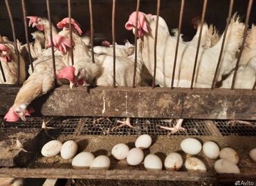 продажа кур несушек: Куры несушки 1.5 годовалые на забой на яйца