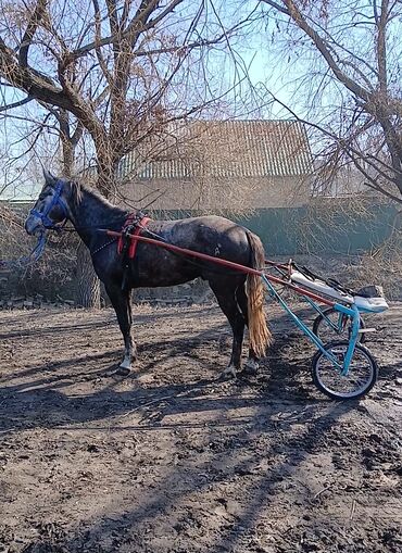 Лошади, кони: Продаю | Конь (самец), Жеребец | Кара Жорго | Для разведения, Рабочий, Конный спорт | Племенные, Осеменитель