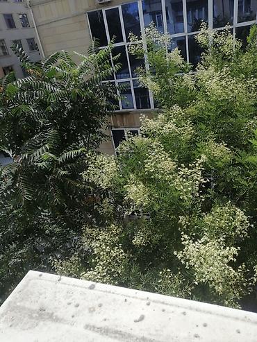 ev menzil: Bakı, 3 otaqlı, Köhnə tikili, m. 28 may, 63 kv. m — 2