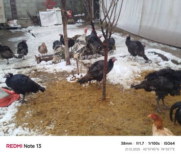 Индюки: Продаю | Индюшка (самка) | Для разведения | Племенные — 12