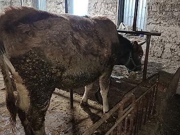 Коровы, быки: Продаю | Корова (самка) | Симментальская — 11