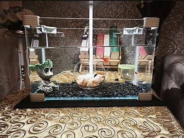 beta balığı qiymət: 20 litrlik akvarium ve 8 eded baliq qara daslar oyuncaq ve — 2