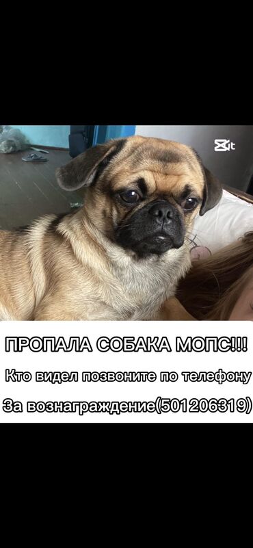сколько стоит лысая кошка: Мопс, 1 год, Самец, С прививкой