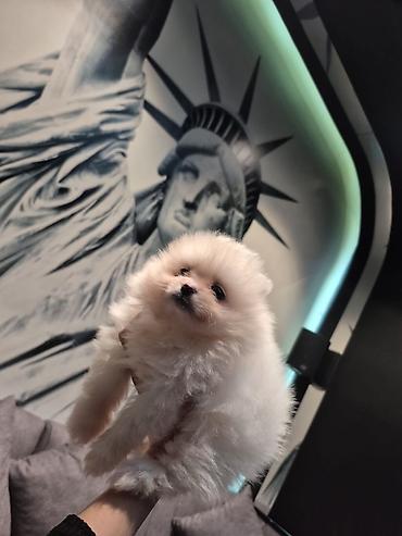 pomeranian: Şpitz, 2 ay, Erkək, Peyvəndli, Ünvandan götürmə — 1