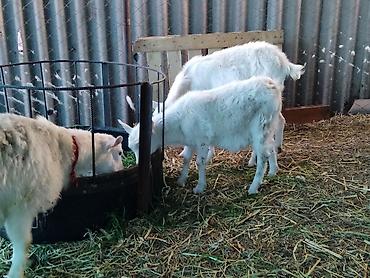 Козы, козлы: Продаю | Коза (самка), Козёл (самец), Козлёнок | Зааненская, Битал | Для разведения, Для молока | Племенные, Котные, Осеменитель — 4