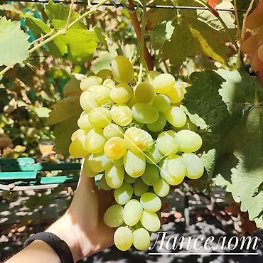 меренос козу: Саженцы и черенки винограда! Продаем саженцы и черенки винограда — 3