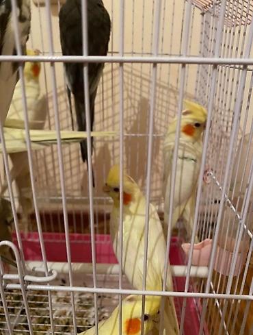 dağ sıçanı: Dağıstan sortu cüte hazır dişi ve erkək korellar var sağlam quşlardır — 3
