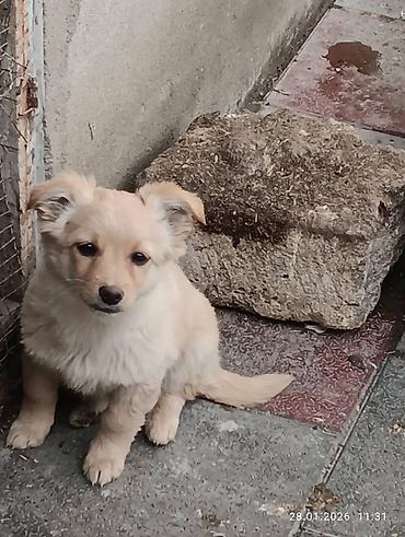İtlər: Zvonok, 1 ay, Ödənişli çatdırılma — 1