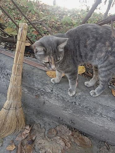 Отдам даром кошку: Кошка даром: Беспородная, Девочка, Приучена к лотку — 8