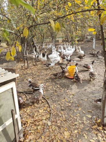 купить горох кормовой: Продаю гуси 2000 с . Утки по 1500 сом. Селезни -2000. Звонить по