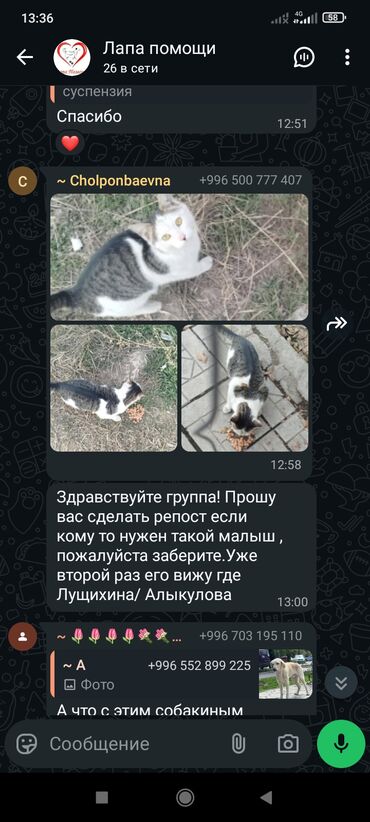 Отдам даром собаку: Срочно нужен хороший любящий хозяин — 9