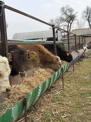 Коровы, быки: Продаю | Бык (самец) at lalafo.kg — 3 Коровы, быки: Продаю | Бык (самец) — 3