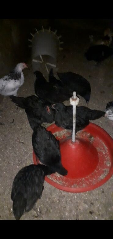 cins inekler azerbaycanda: Toyuq, Australorp, Brama, Damazlıq, Ünvandan götürmə, Ödənişli çatdırılma