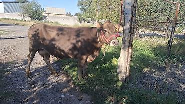 породистые кошки бишкек: Продаю | Корова (самка) — 3