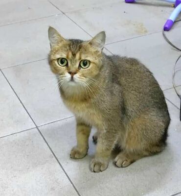 показы 1 354 72 договорная кошка даром британская короткошёрстная 1 год мальчик метис 2 позвонить написать: Британская короткошёрстная, 8 месяцев, Мальчик, Золотая шиншилла, Кастрирована, Приучена к лотку, Проглистована
