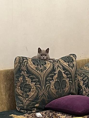 Британская короткошёрстная, 2 года, Девочка, Голубой, Приучена к лотку