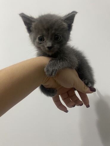 отдам в добрые руки котенка: 2 айлык, Эркек, Лотокко барууга үйрөтүлгөн, Аргын