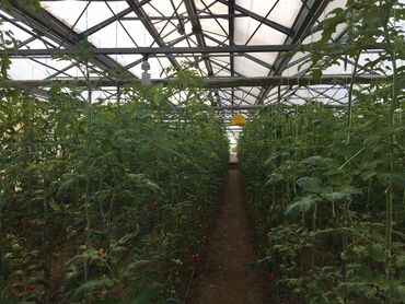 Bağ evlərinin satışı: Bakı, Türkan qəs., 1500 kv. m, 7 otaqlı, Hovuzlu, Qaz, İşıq, Su — 10