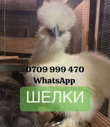 Куры, петухи: Продам подрощенных цыплят Китайской шелковой