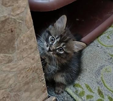 котята сиамские купить: Сиамская, 2 месяца, Мальчик, Биколор, Приучена к лотку, Проглистована — 4