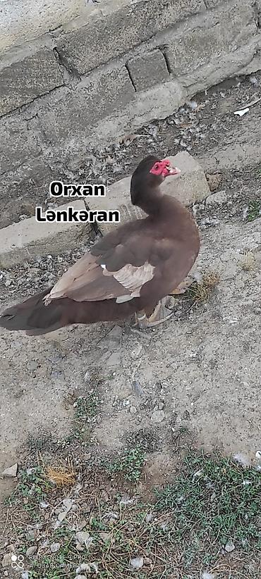 ördək balası və cücə: Salam, Təmiz Cins Amerikan sortu lal ördək balalarının və yumurta — 2