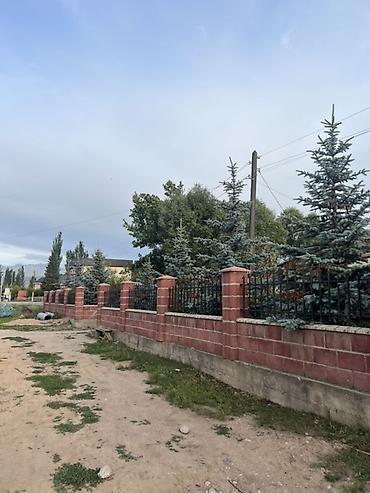 кой сойобуз: Ель голубая (Picea pungens Glauca) — взрослые декоративные деревья для — 4