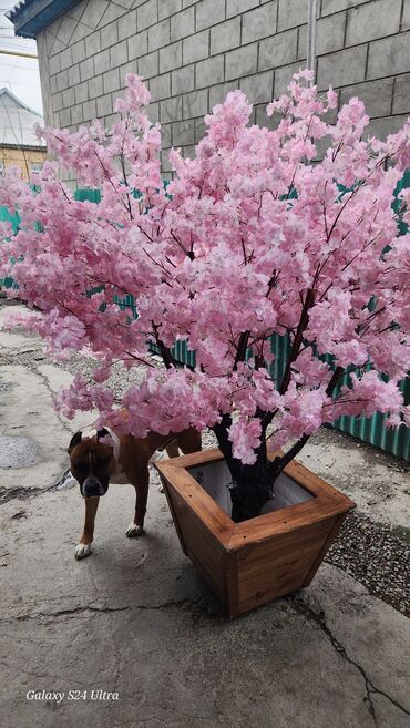 Декоративные цветы: Сакура искусственное дерево высота 2 м ширина 2 м цена от 1000 сом at lalafo.kg — 6 Декоративные цветы: Сакура искусственное дерево высота 2 м ширина 2 м цена от 1000 сом — 6