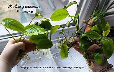 Аквариумы: Аквариум с полным комплектом (готов к запуску) В комплекте: - — 10