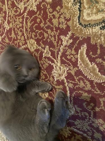 husky sekilleri: Şotland yastı qulaq, Dişi, Ünvandan götürmə — 6