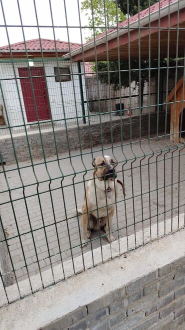 İtlər: Qurdbasar, 1 il, Erkek, Ödənişli çatdırılma