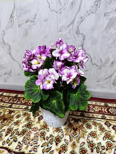 Декоративные цветы: Горшечные примулы (Primula) — декоративные комнатные растения с — 17