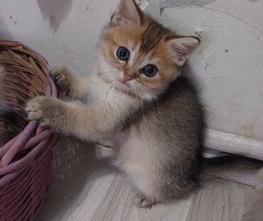 Pişiklər: Şotland, Erkək, Dişi, Yaxşı əllərə, Ünvandan götürmə — 9