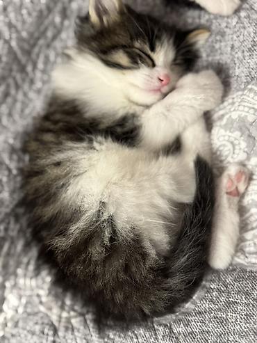 Pişiklər: Yaxşı əllərə — 1