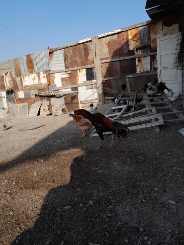 Xoruzlar: Məhsul: Xoruz (yerli döyüş/əsilzadı tipli) Təsvir: - Uzun bədənli — 13