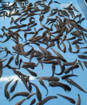 бассейны для выращивания рыбы: Принимаем заказы на Maлeк африкaнcкого сома, нaвеcка от 0.5 гp-3