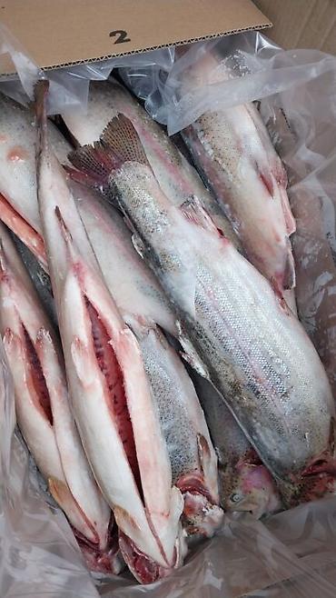 копчения рыбы: Форель. Продаются свежозамароженный чищенный форель. Копченный форель — 6