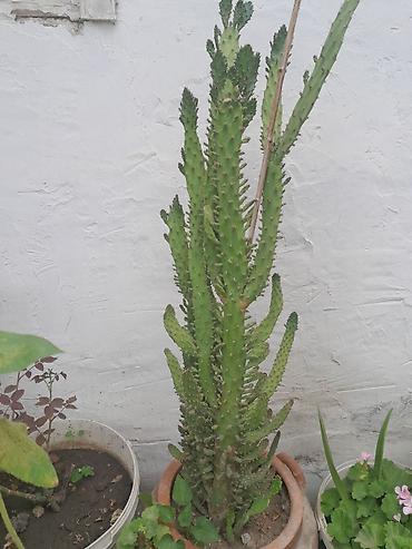 akvaryum bitkileri: Euphorbia trigona (Afrika süd kaktusu) – saksıda iri ölçülü dekorativ — 1