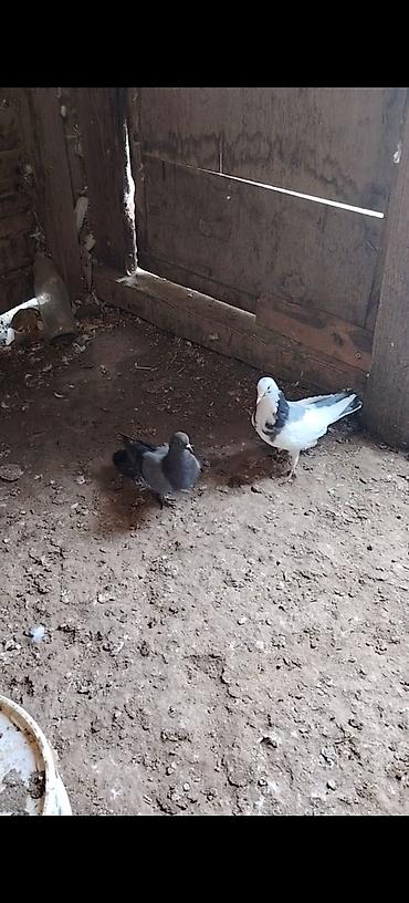bakida at bazari: Cep erkey goy kemeri maya hazir cutduler balalrida var goy boynu — 2