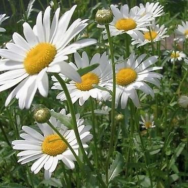 Hydrangea saplings & cuttings: Садовые цветы — 3