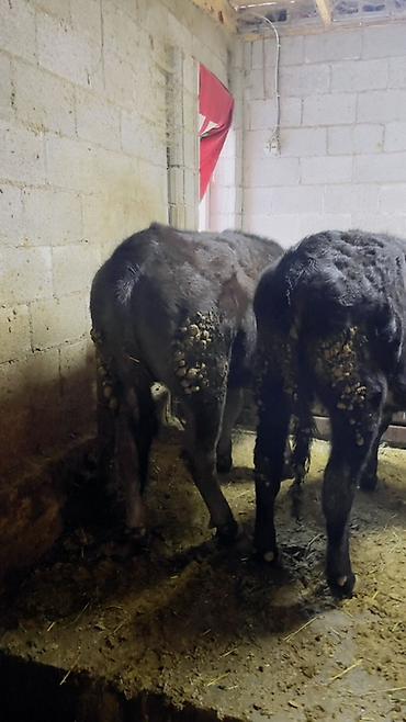 Коровы, быки: Продаю | Тёлка | На откорм | Привязанные — 11