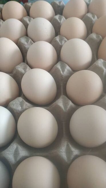 сколько стоит куриное яйцо: Молочные продукты и яйца