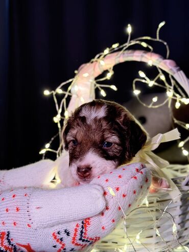 Продажа собак: 🎁 Ищете идеальный подарок к Новому году? Маленький хвостик, который — 9