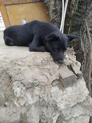 cins itler: İtlər – 2 dostcanlı qarışıq cins. Köç ilə əlaqədar Sahibləndirilir. - — 3