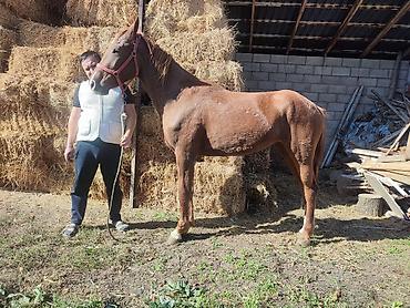 дарому собаку: Продаю | Кобыла (самка) — 2